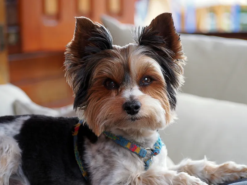 Biewer Terrier puppy with a playful expression