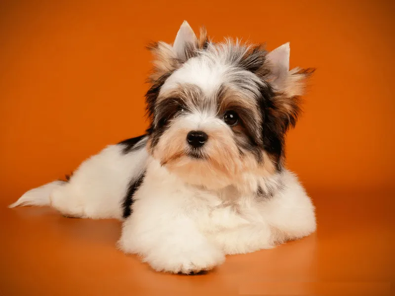 Biewer Terrier puppy with a playful expression
