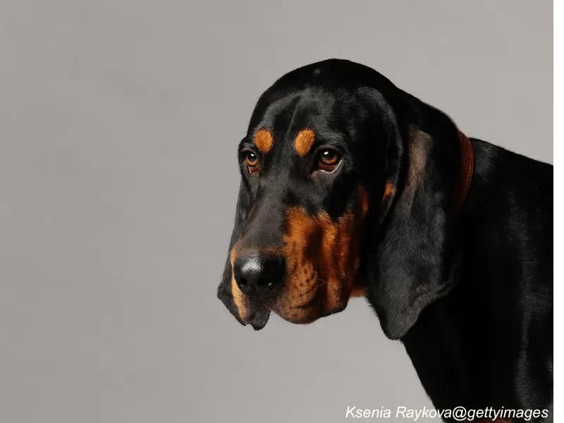 Black and Tan Coonhound close-up