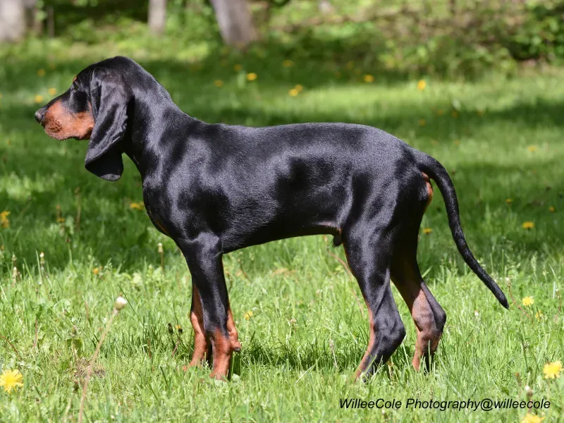 Black and Tan Coonhound puppy