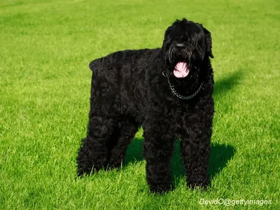 Black Russian Terrier