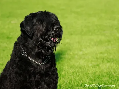 Black Russian Terrier