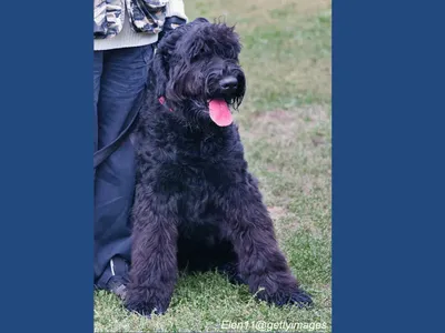 Black Russian Terrier