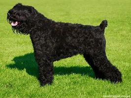 Black Russian Terrier - Cold War Guardian