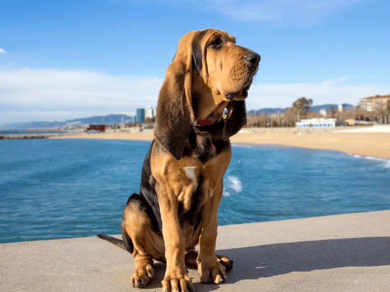 Bloodhound sitting beside beach