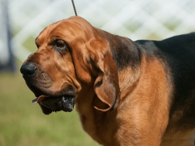 Bloodhound at a dog show