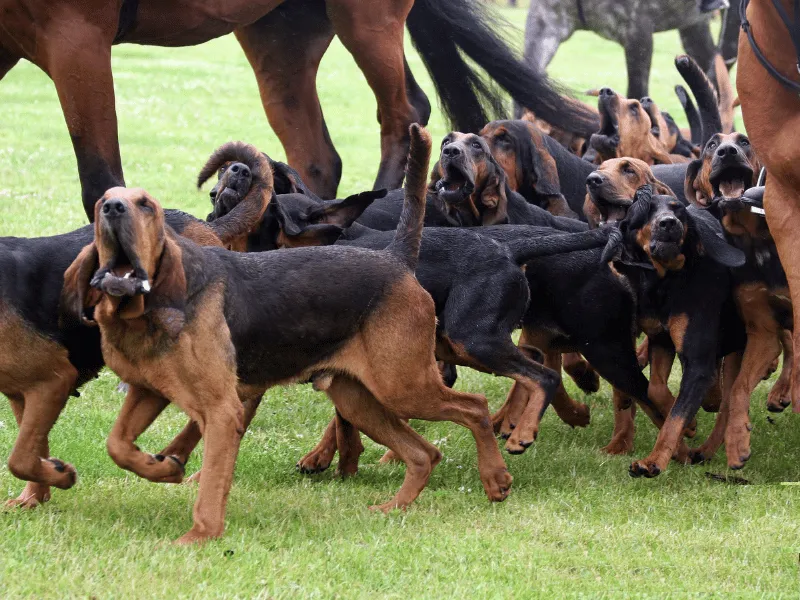 Pack of Bloodhounds gathered