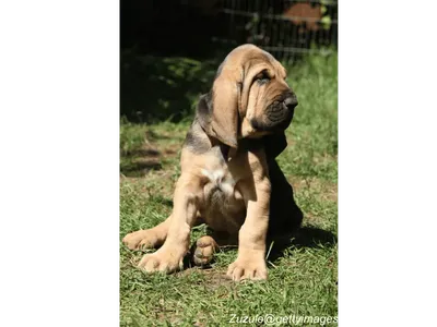 Bloodhound Puppy