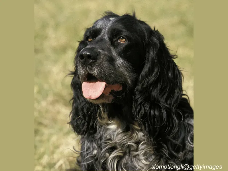 Blue Picardy Spaniel outdoors