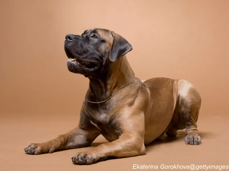 Boerboel
