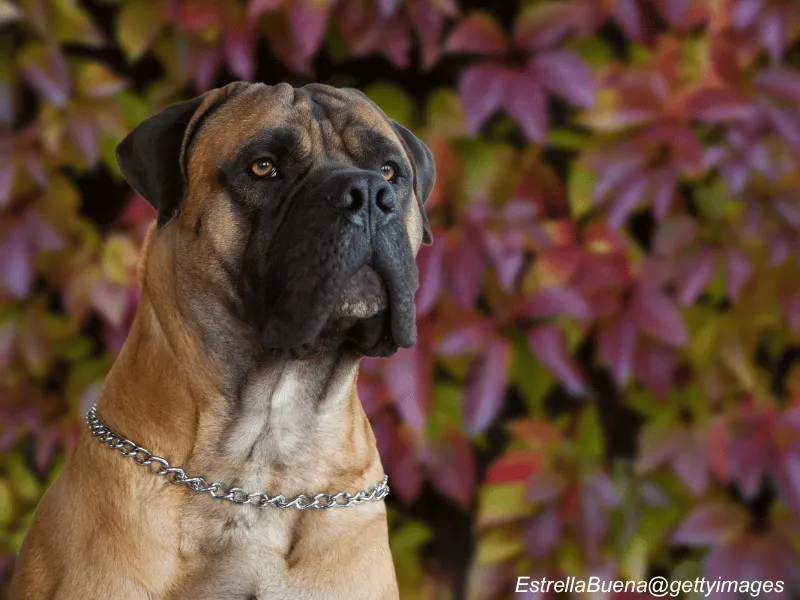 Boerboel