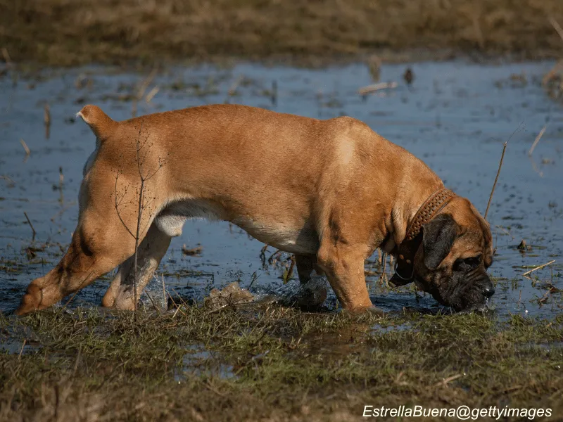 Boerboel