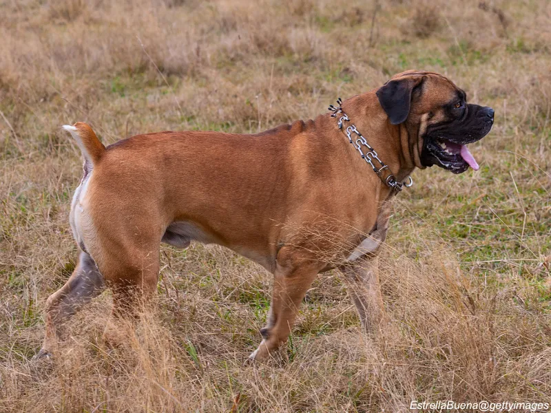 Boerboel