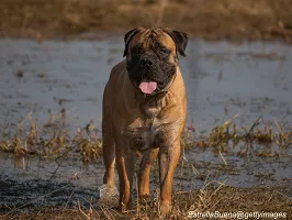 Boerboel - South African Guardian