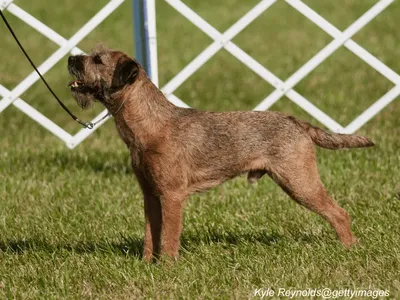 Border Terrier