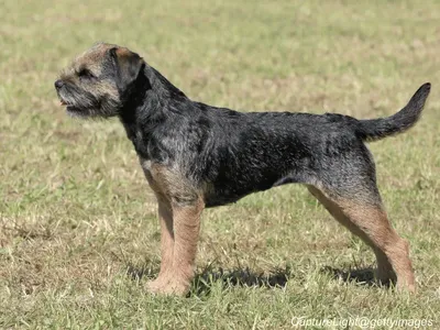 Border Terrier