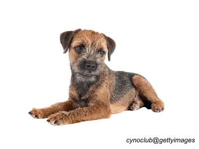 Border Terrier puppy