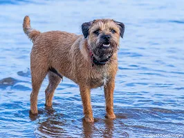 Border Terrier