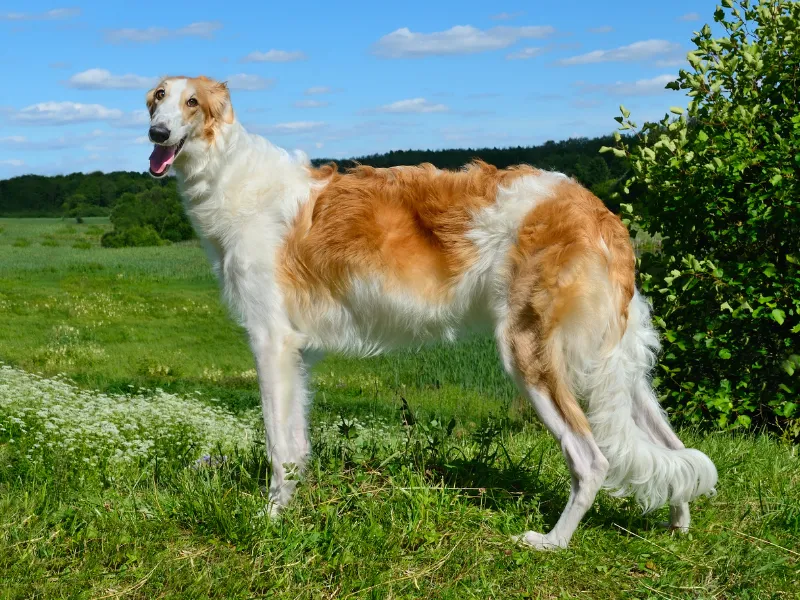 A Borzoi standing in the grass