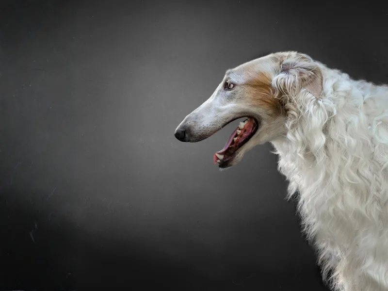 Head profile of aristocratic Borzoi 