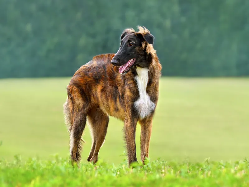 Brindle coloured Borzoi standing in the grass