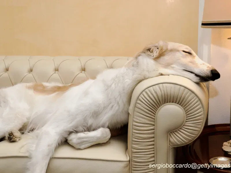 Matching pair of Borzoi standing outside