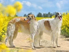 Borzoi