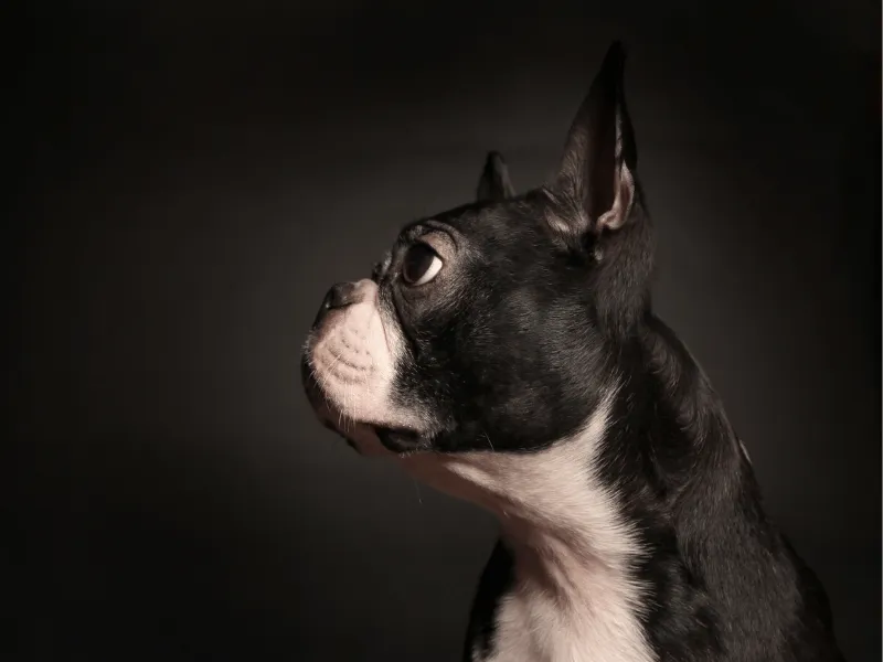 Boston Terrier faee profile