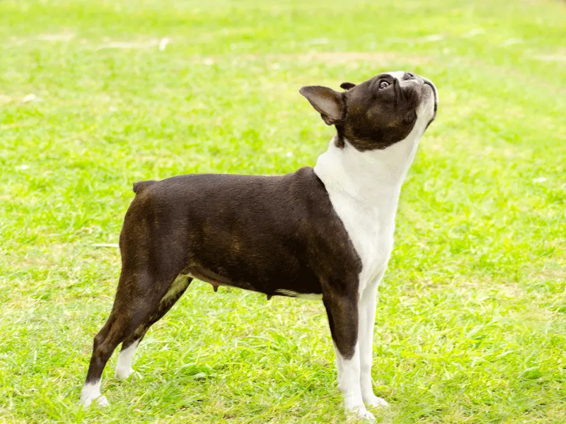 Female Boston Terrier standing in the grass
