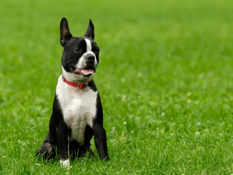 Boston Terrier sitting in the grass