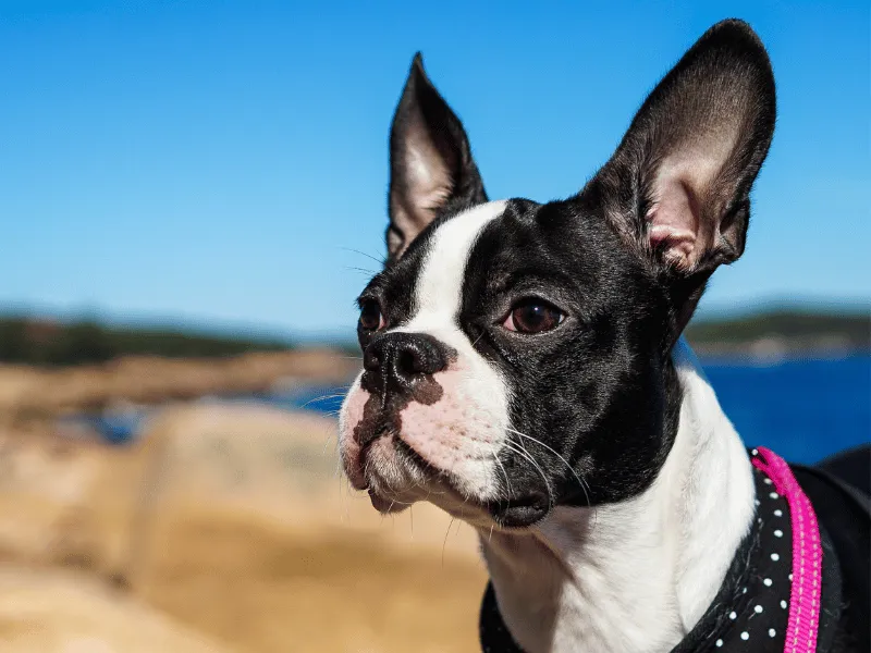 Boston Terrier at the beach