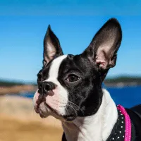 Boston Terrier