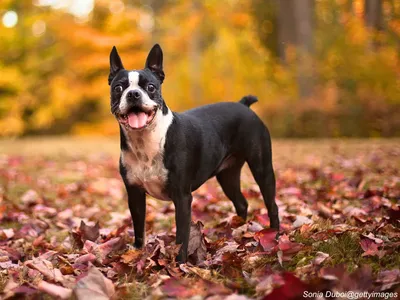 Boston Terrier