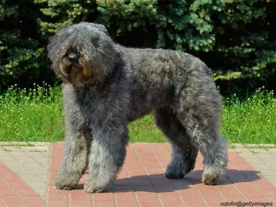 Bouvier des Flandres