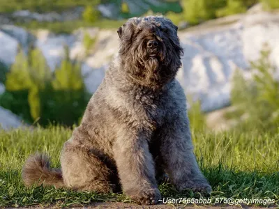 Bouvier des Flandres
