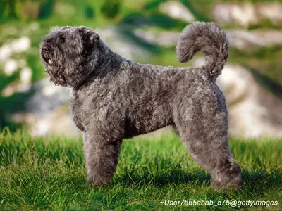 Bouvier des Flandres