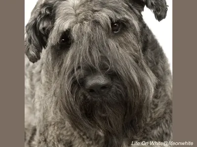 Bouvier des Flandres
