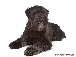 Bouvier des Flandres - Versatile Working Dog