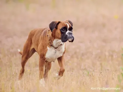 Boxer