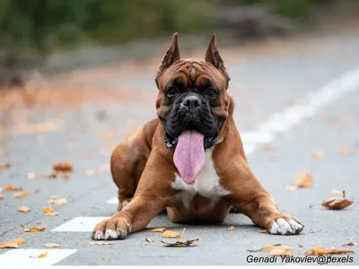 Boxer