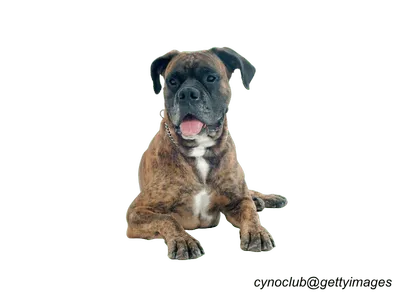 Boxer