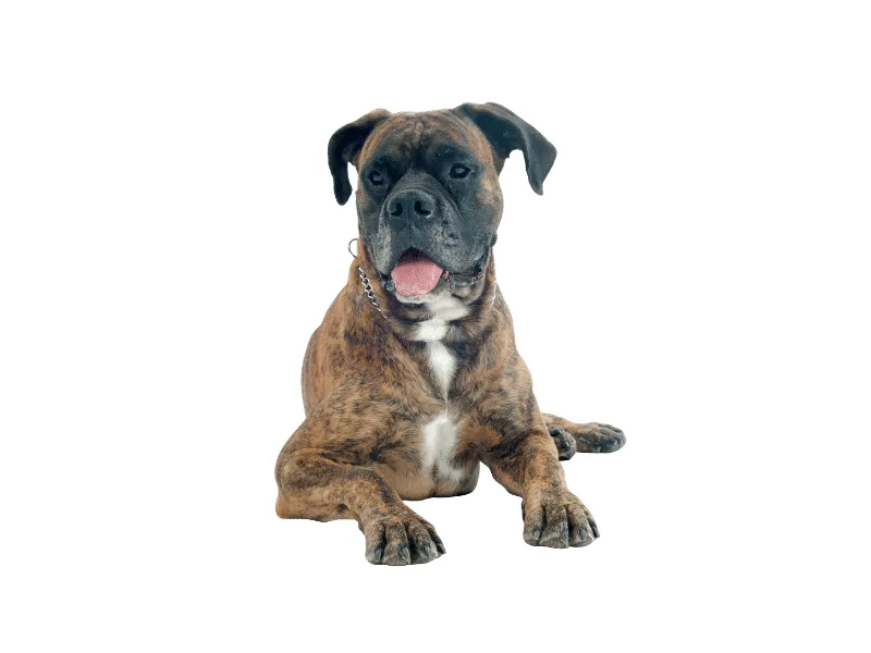 Brindle coloured Boxer