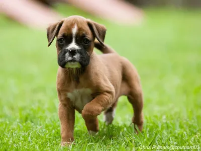 Boxer