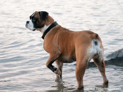Boxer