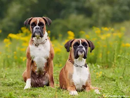 Boxer - Playful Protector