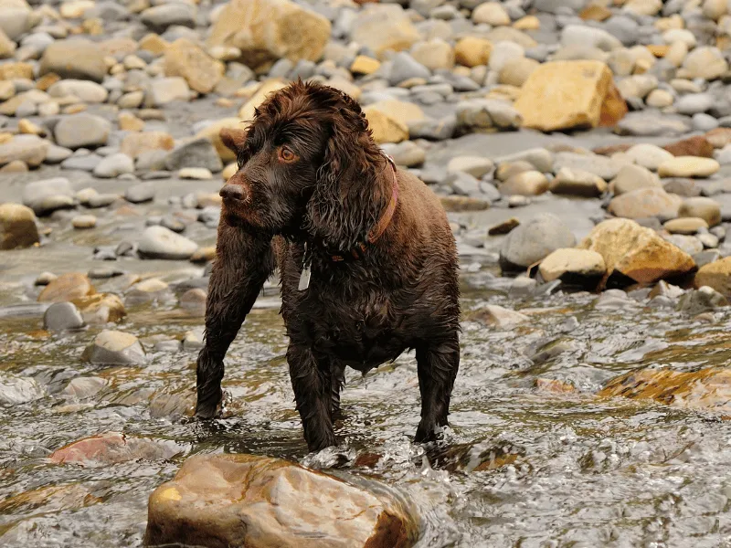 Boykin Spaniel standing in water