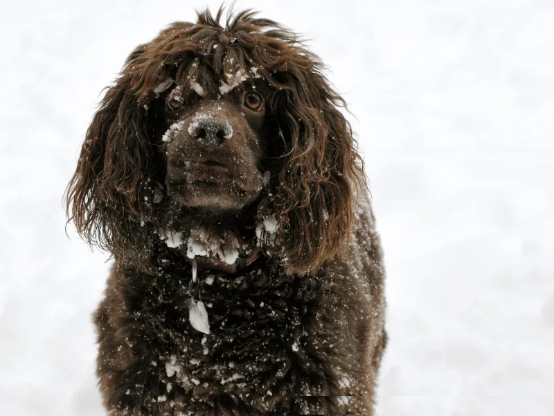 Boykin Spaniel standing in the snow