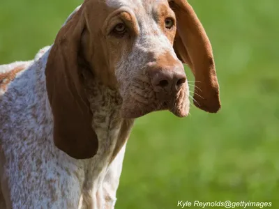 Bracco Italiano