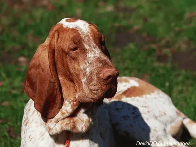 Bracco Italiano