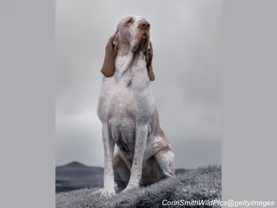 Bracco Italiano